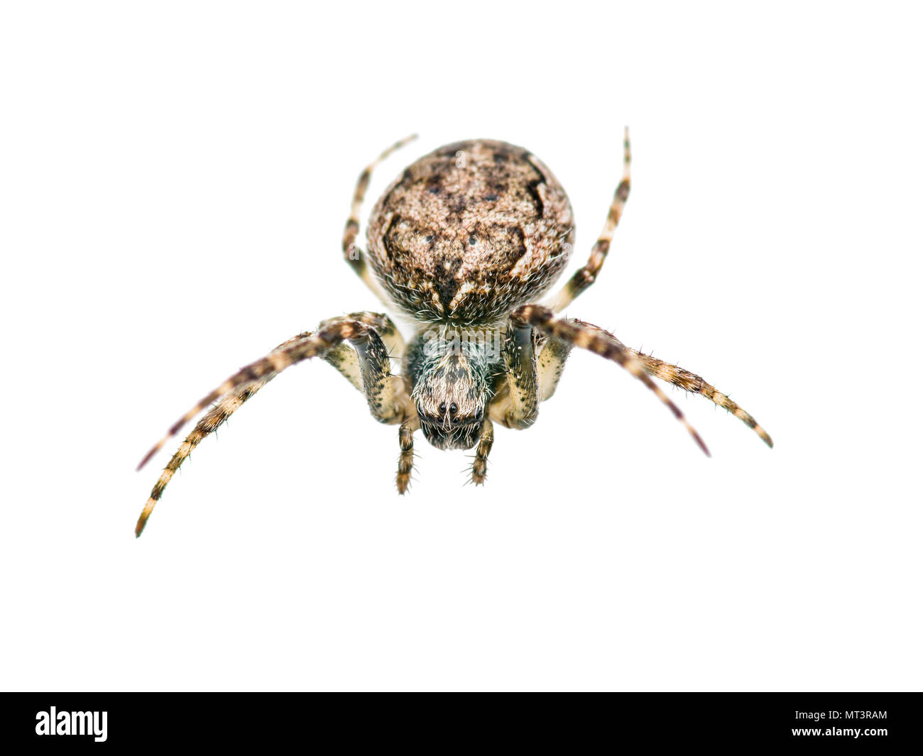 Araña araña insecto aislado en blanco Foto de stock