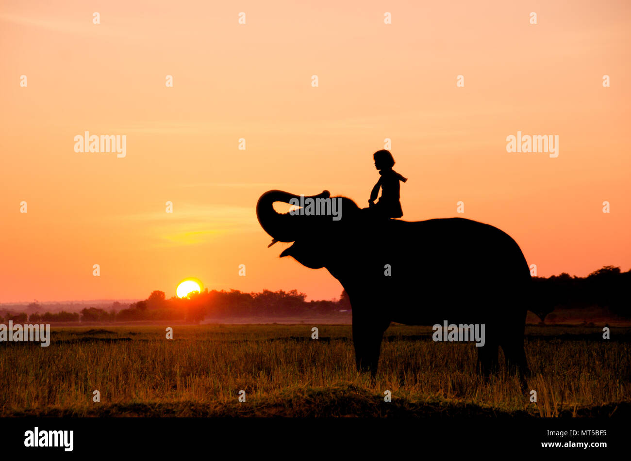 Un elefante de pie en un campo de arroz en la mañana. Elephant Village, en el noreste de Tailandia, la hermosa relación entre el hombre y el elefante. Foto de stock