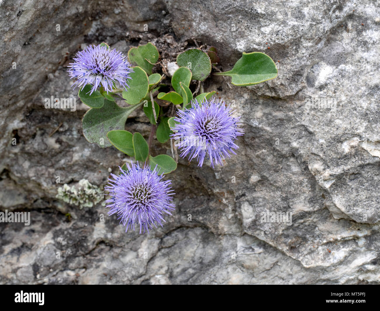 Globulari incanescens, crece en estado silvestre en peñascos en los Alpes Apuanos, Italia. Foto de stock