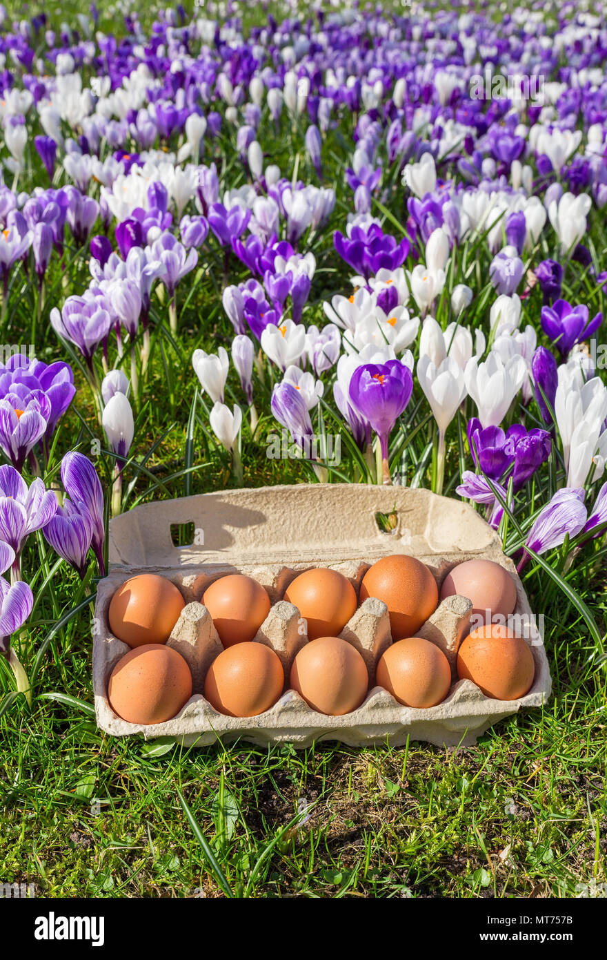 Caja de huevos rellenos con huevos de gallina cerca blooming azafrán de primavera Foto de stock