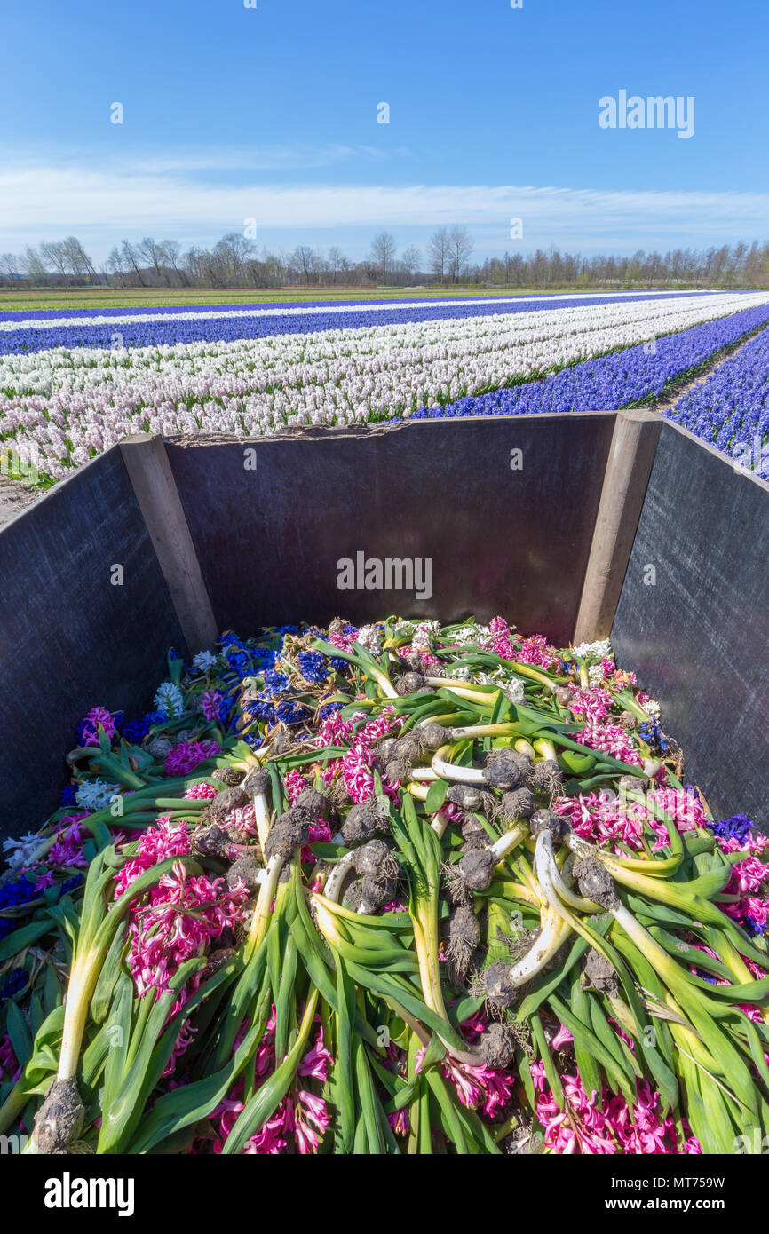 Jacintos campo de flores con un contenedor de desechos de madera Foto de stock