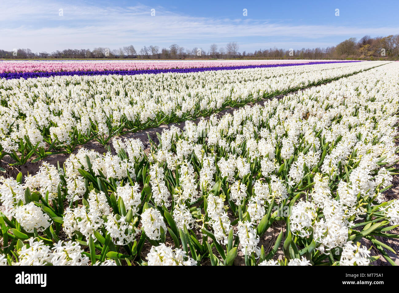 Paisaje con jacinto flores flores en filas en Holanda Foto de stock