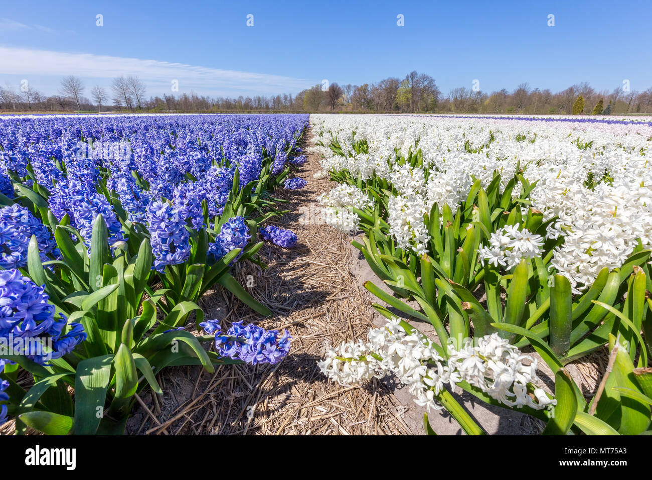Paisaje con hileras de flores jacinto floreciente en los Países Bajos Foto de stock