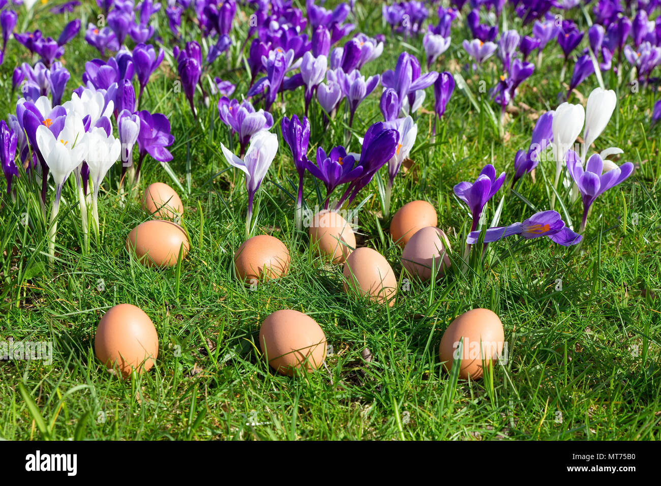 Los huevos de gallina sueltos tumbado en la hierba cerca de blooming azafrán Foto de stock