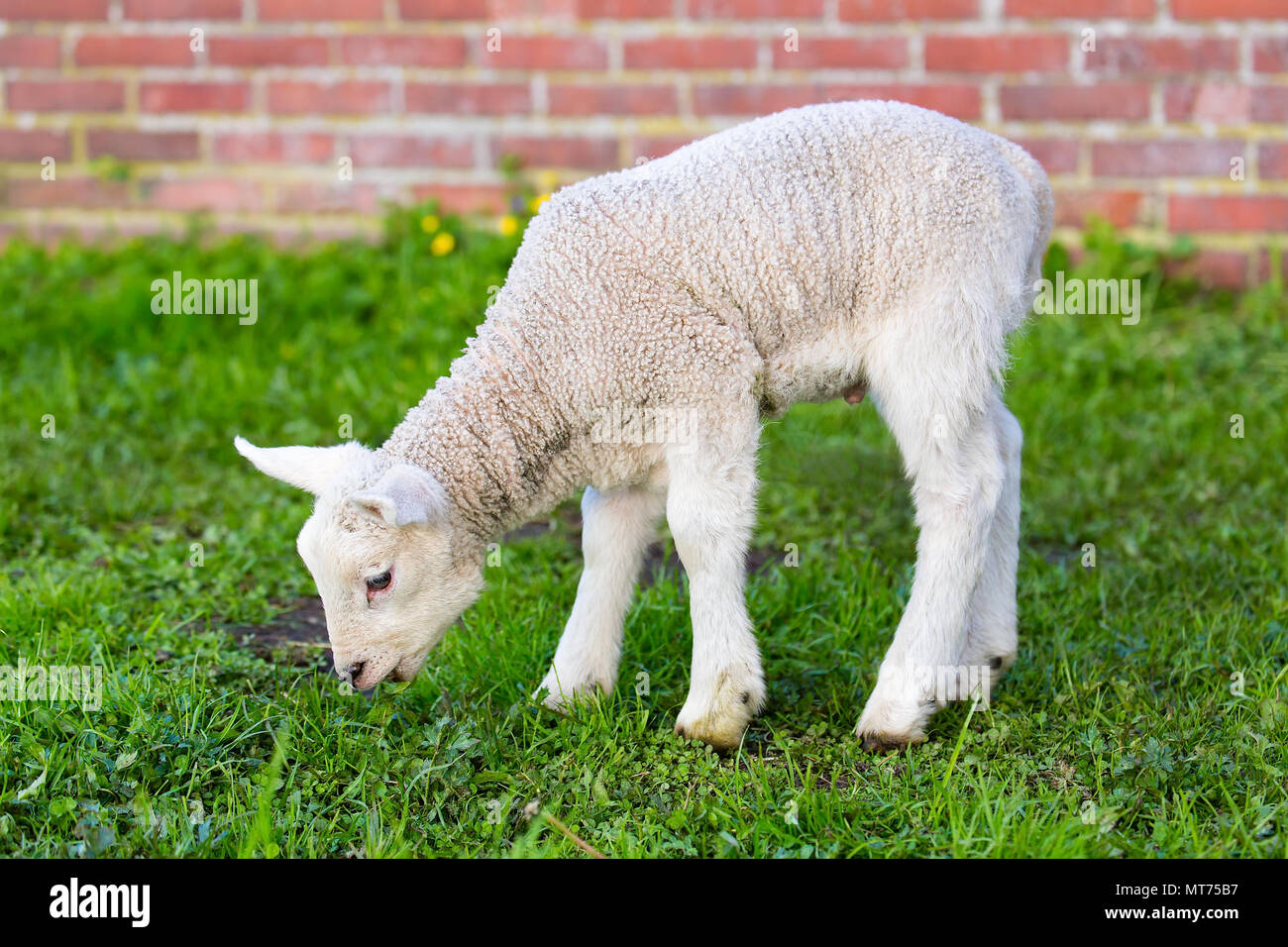 Nacido cordero blanco comiendo pasto verde en la temporada de primavera Foto de stock