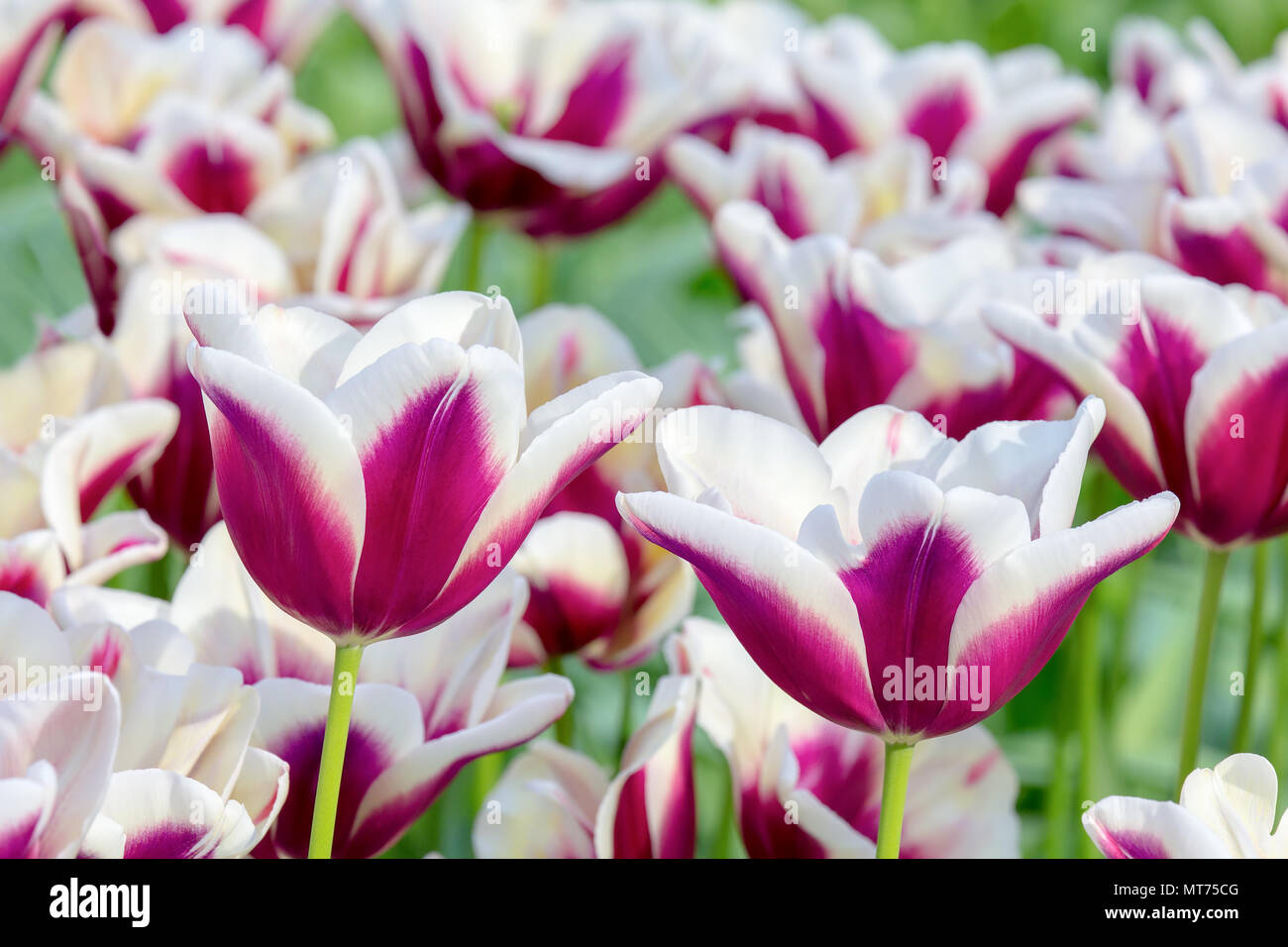 Morado con flores blancas en el campo de tulipanes Foto de stock