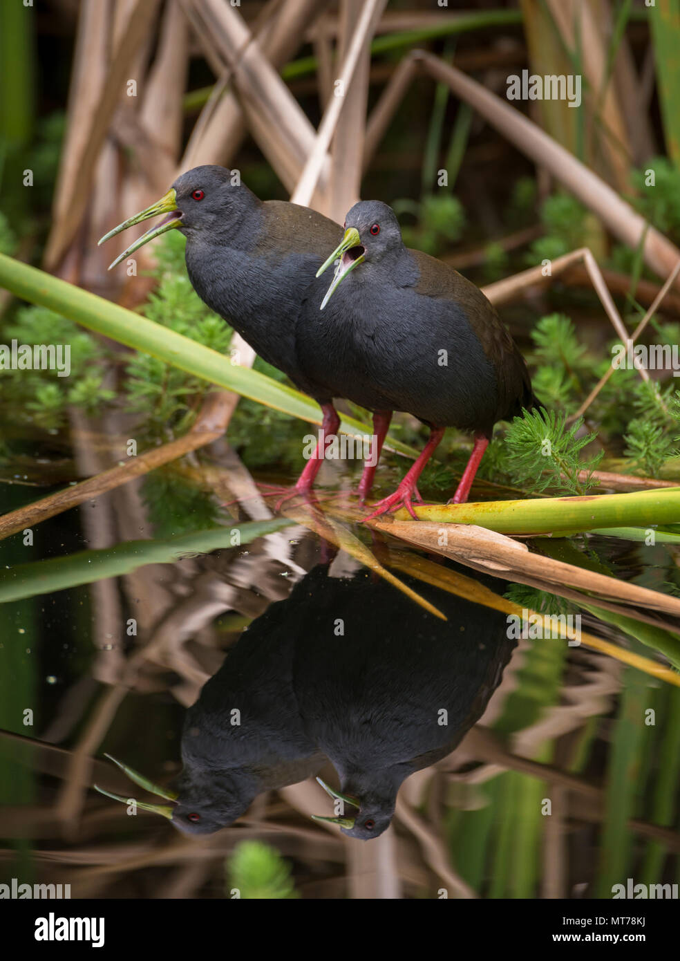Un par de rieles negruzco (Pardirallus nigricans) de Brasil se Foto de stock