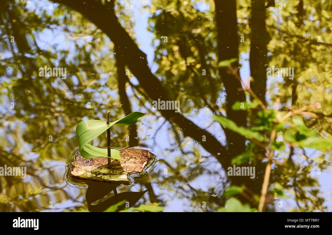 Una pequeña embarcación desde la corteza de un árbol y una hoja flotando en el agua con los reflejos de los árboles Foto de stock