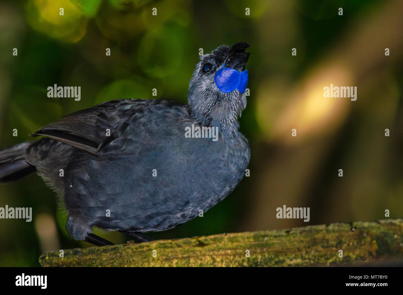 La Isla Norte Kokako, Tiritiri Matangi Island, Nueva Zelanda Foto de stock