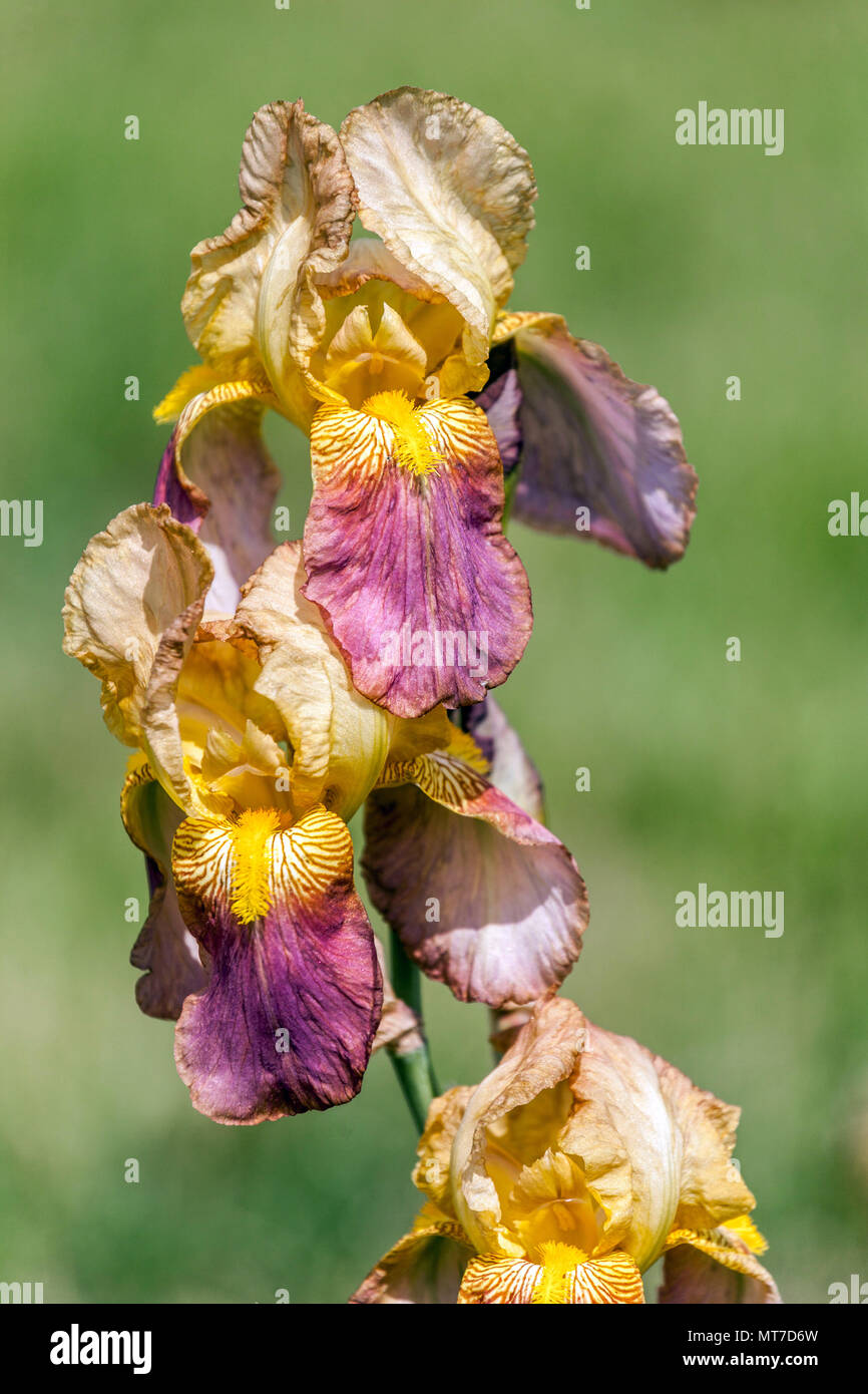 Tall Iris barbado ' ' Rameses, barbado iris Foto de stock