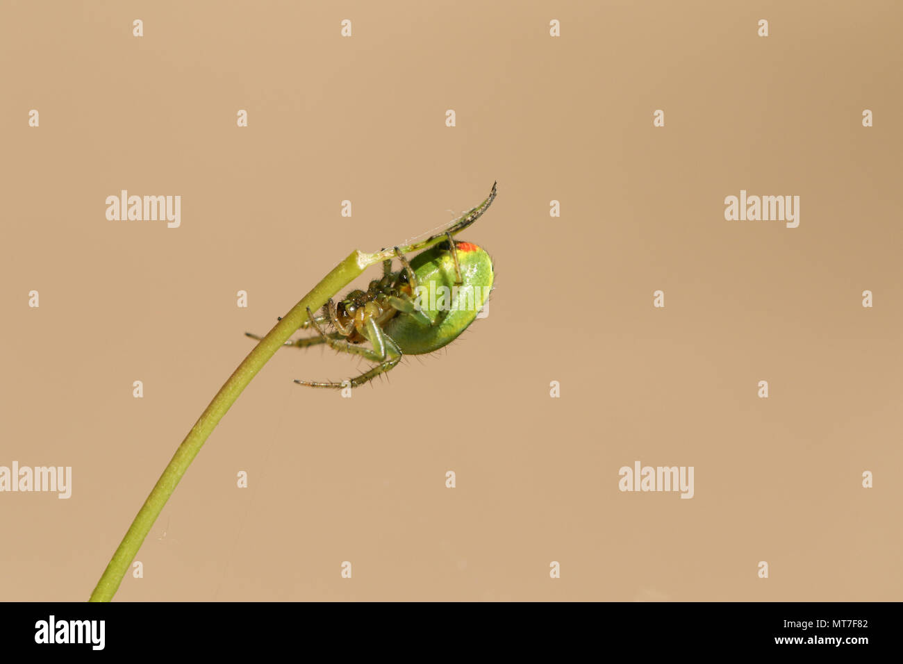 Un bonito verde Pepino Orb ( Araniella cucurbitina araña sensu stricto) donde se posan en la parte inferior del tallo. Foto de stock