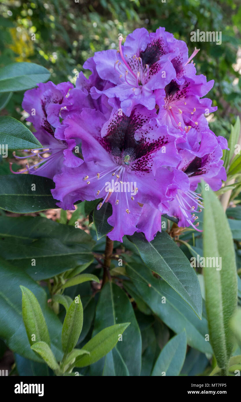 Rhododendron híbrido Blaue Jung, tolerantes a las condiciones del suelo neutrales. Foto de stock