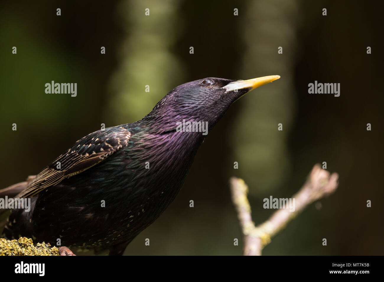 Starling posado en una rama Foto de stock