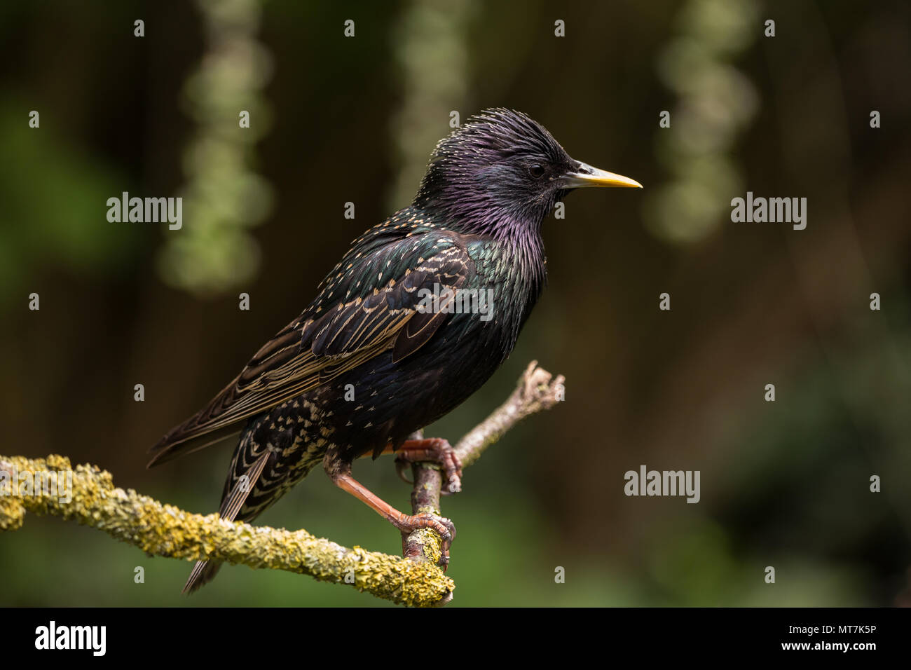 Starling posado en una rama Foto de stock