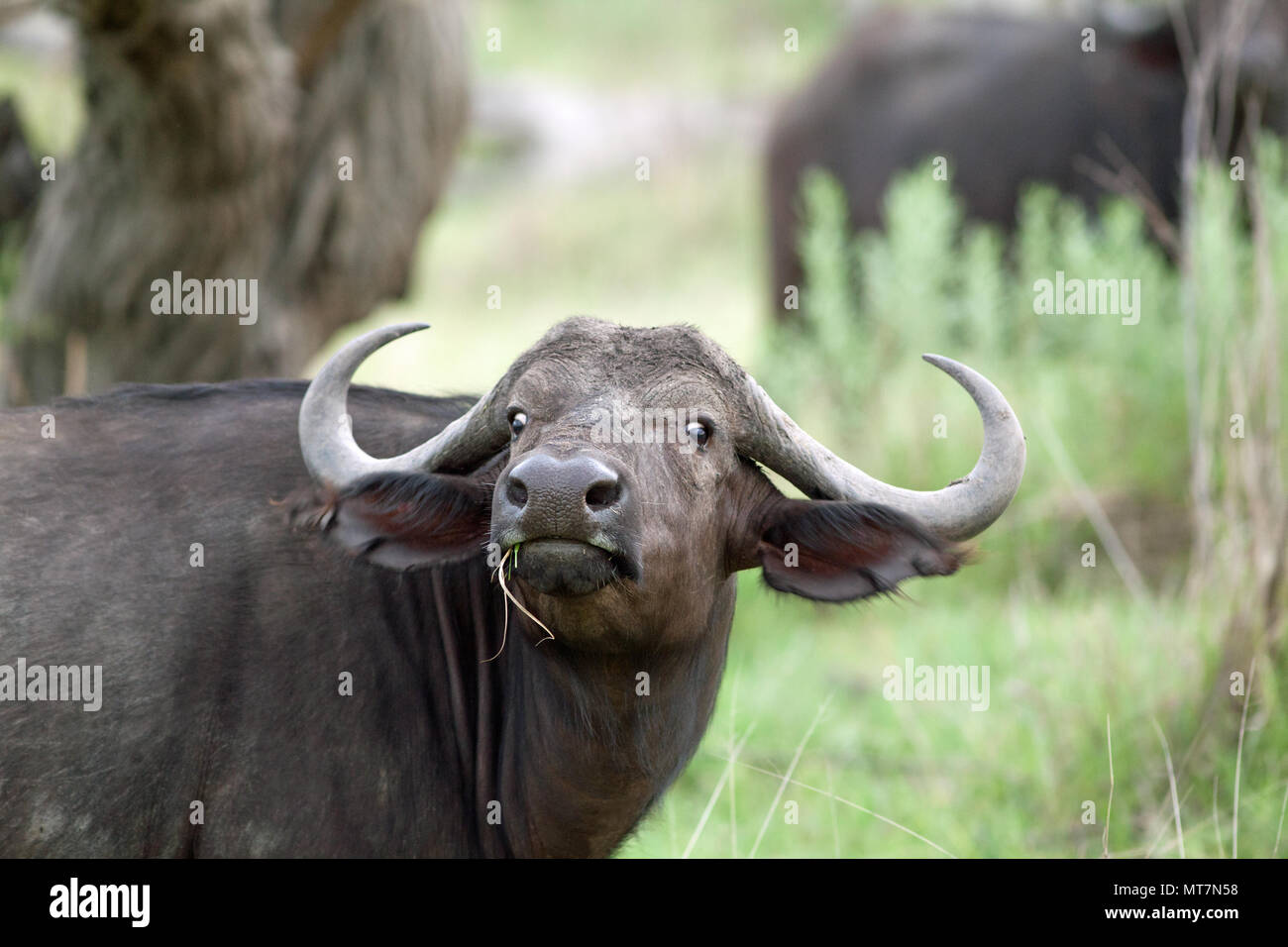 El búfalo africano (Syncerus caffer). Hembra o vaca. Miope, mostrando la esclerótica de los ojos. El sentido del olfato en buen estado. Comer gruesas, el césped viejo y, al hacerlo, revelando los pastos más cortos para los pequeños herbívoros.​ Foto de stock