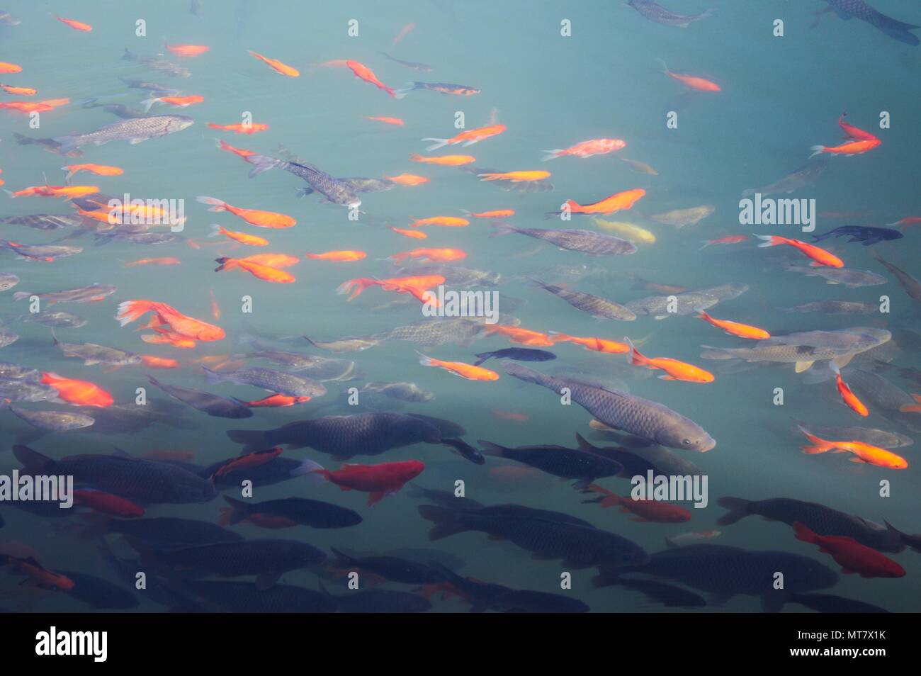 Peces de Colores en el lago (Lijiang, Yunnan, China) Foto de stock