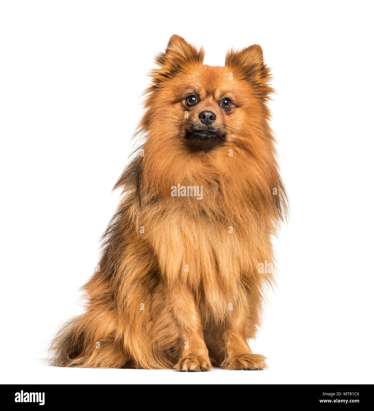 Perro Keeshond sentada contra fondo blanco. Foto de stock