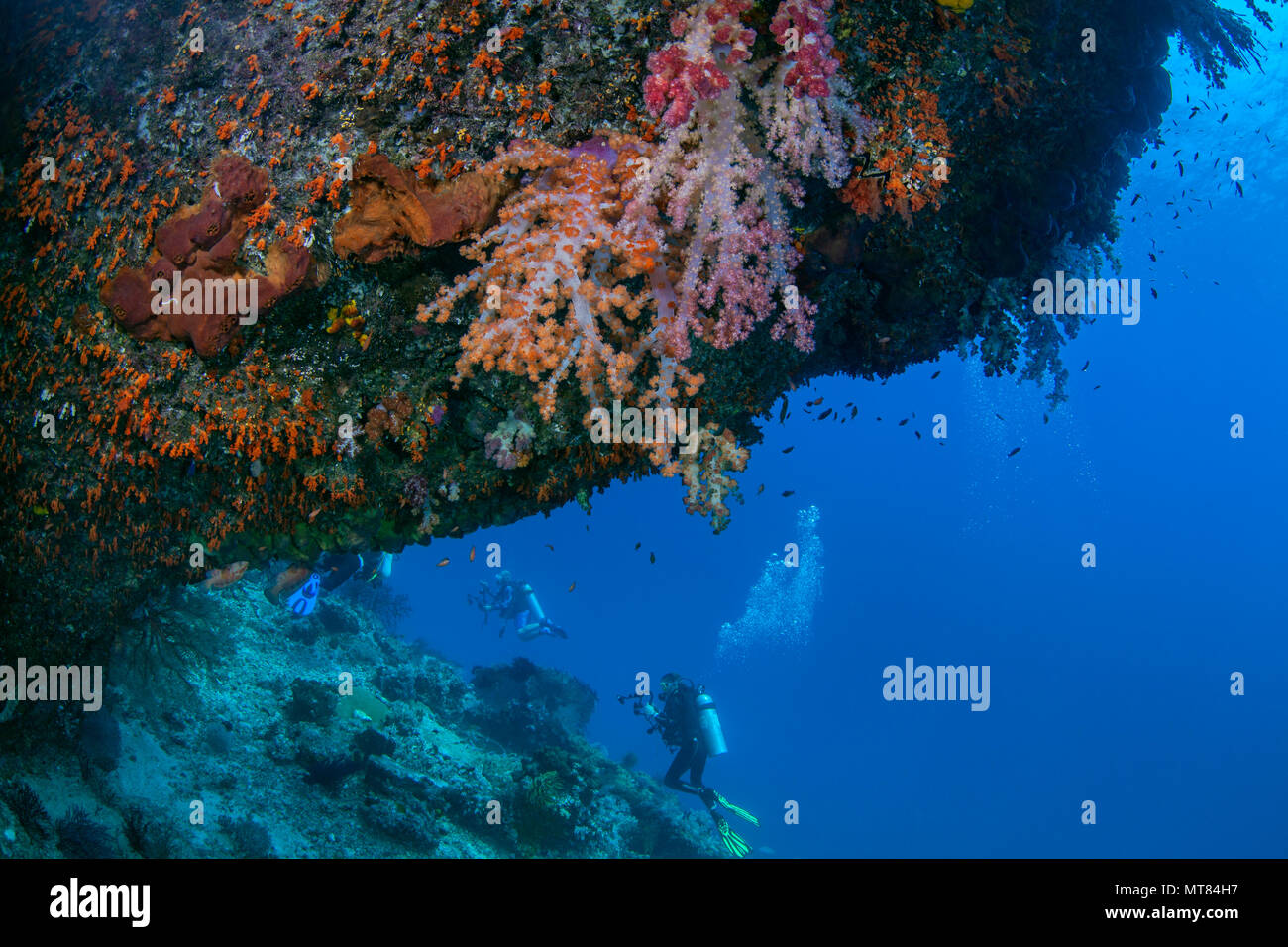 Los submarinistas exploran pared de coral con corales blandos en cornisa en primer plano. Raja Ampat, Indonesia. Foto de stock