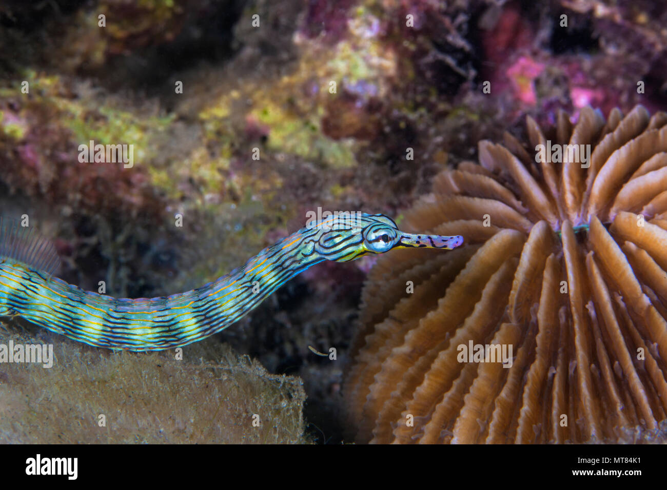 Agujas de mar Messmate anillados (Corythoichthys sp.) repta por el suelo marino de arrecifes de coral. Estrecho de Lembeh, Indonesia. Foto de stock