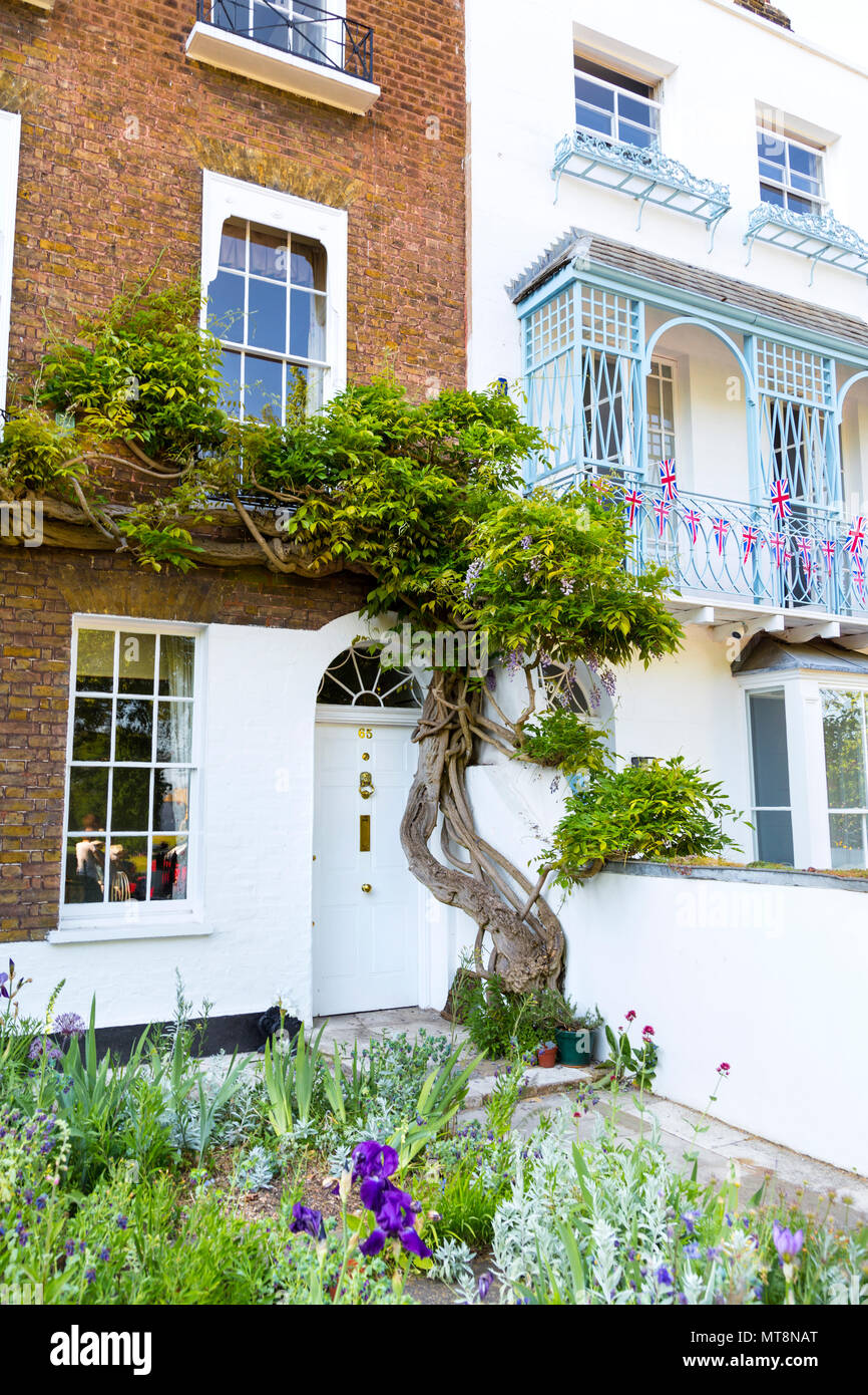 Fachada de una casa georgiana de ladrillo con una escalada de árboles más a lo largo de la puerta y la pared, Londres, Reino Unido. Foto de stock