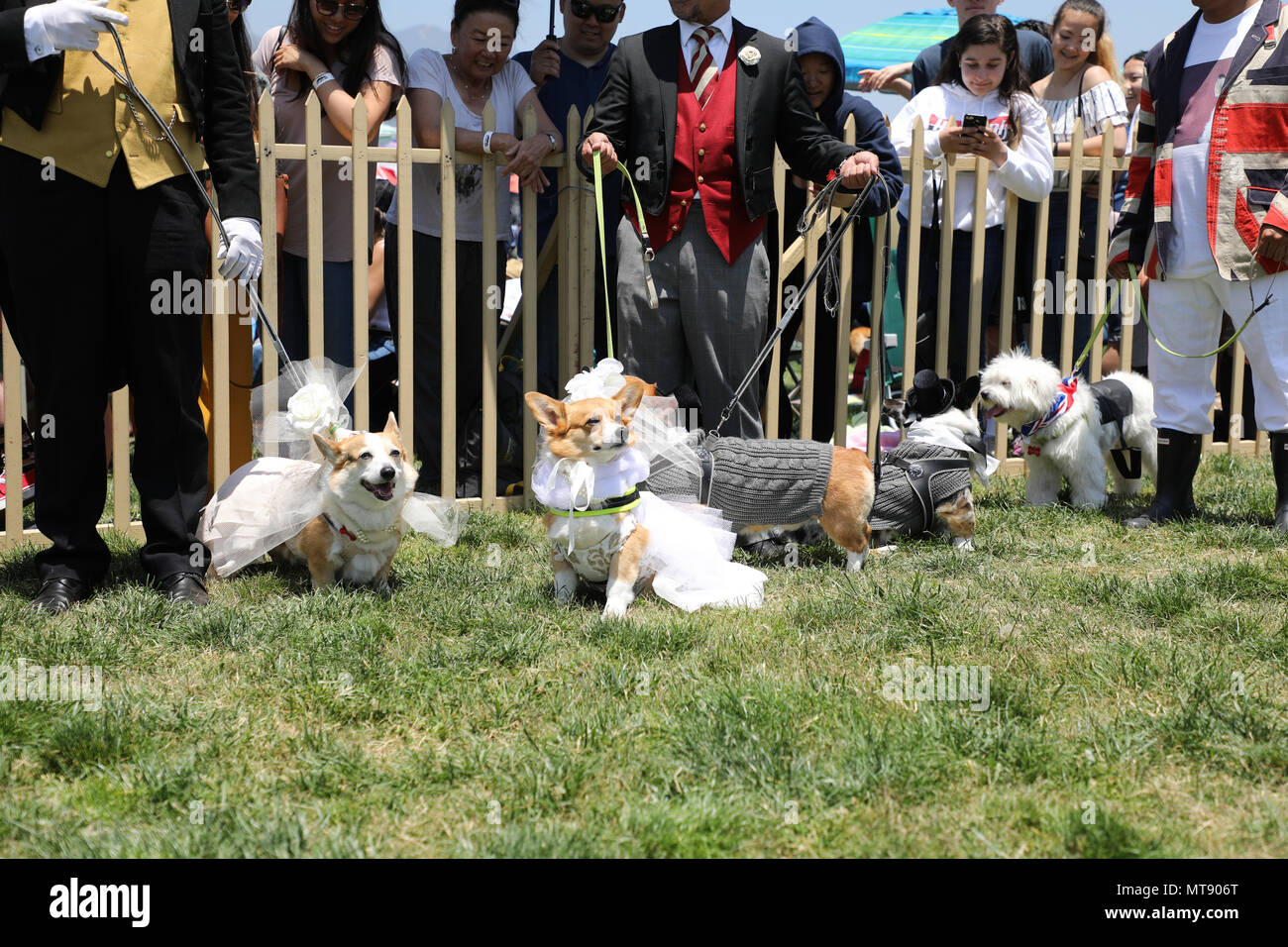 Arcadia, California, USA. 27 de mayo de 2018. Corgi perros vestidos como la familia real competir en el concurso de disfraces en la Primera Conferencia Anual de SoCal Corgi nacionales celebrada en Santa Anita Park en Arcadia, California. Este fue un evento para Corgis a competir entre sí para conseguir la máxima Corgi con la fase clasificatoria celebrada en el infield de hierba, y la semifinal y la final carrera celebrada en el hipódromo de Santa Anita Park. El ganador de la última carrera se adjudicó un trofeo a los ganadores oficiales Círculo en Santa Anita Race Track. Crédito: Sheri Deteman/Alamy Live News Foto de stock