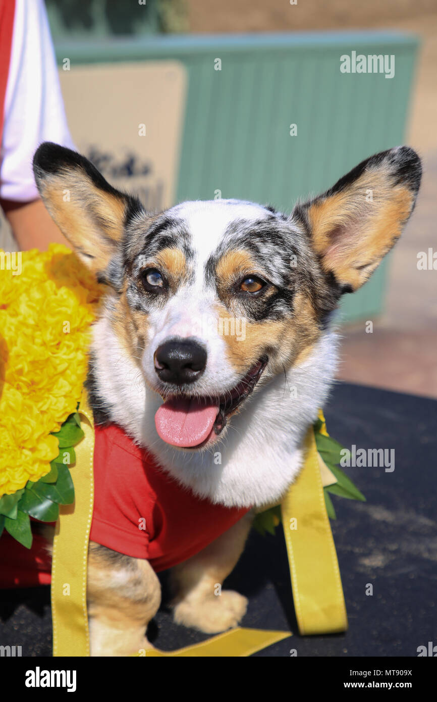 Arcadia, California, USA. 27 de mayo de 2018. 'Rdi' el perro fue ganador del primer lugar en la Primera Conferencia Anual de SoCal Corgi nacionales celebrada en Santa Anita Park en Arcadia, California. Cien Corgis compitieron entre sí para ser el más rápido Corgi con rondas eliminatorias celebradas en el infield de hierba, y la semifinal y la final carrera celebrada en el hipódromo de Santa Anita Park. García y su perro "ROI" fueron premiados con un trofeo a los ganadores oficiales Círculo en Santa Anita Race Track. Crédito: Sheri Deteman/Alamy Live News Foto de stock