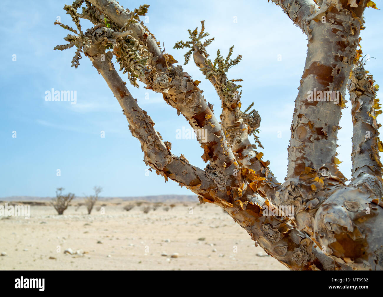 Árbol de incienso, la Gobernación de Dhofar, Wadi Dokah, Omán Fotografía de  stock - Alamy