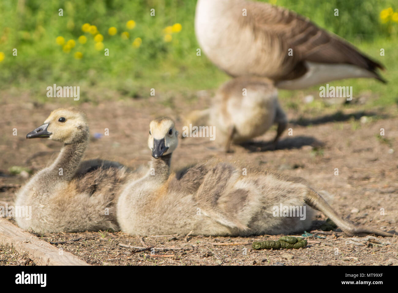 Cerca de 2 bebé goslings tomando sol en la orilla del lago. Whiston, Liverpool, Inglaterra, Reino Unido. Foto de stock