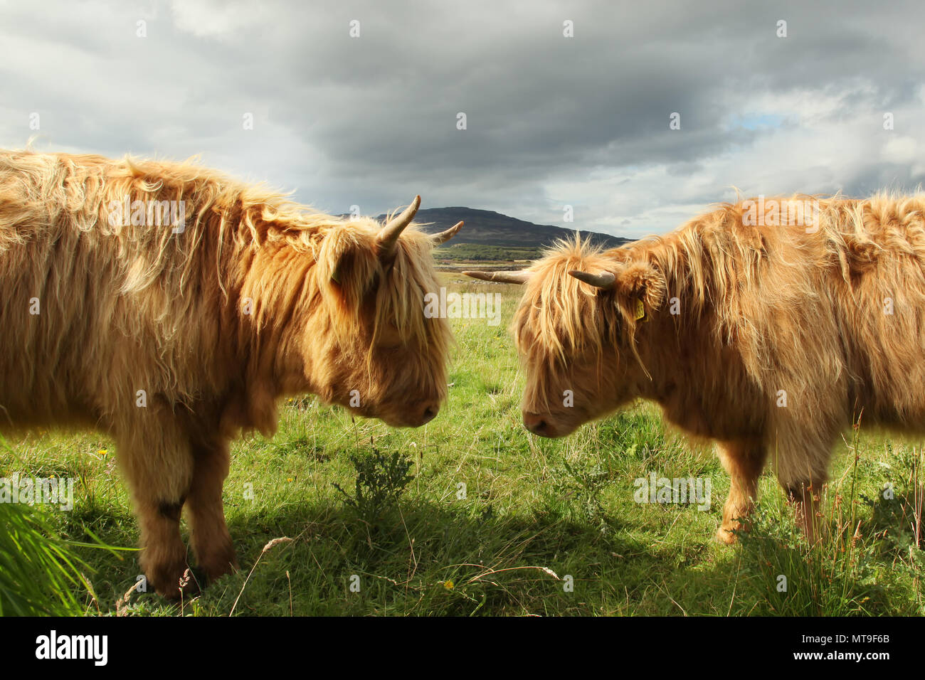Cerca de Scottish highland cow en campo Foto de stock