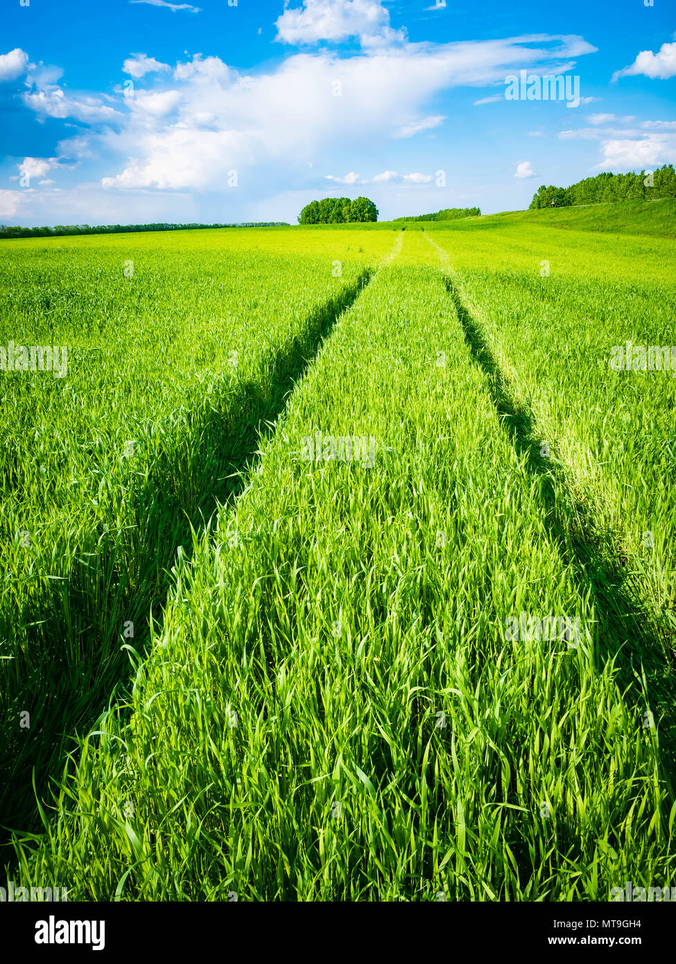 Campo de trigo verde. Camino en un campo de trigo verde. Rastros de transporte agrícola sobre la hierba en un día soleado. Foto de stock