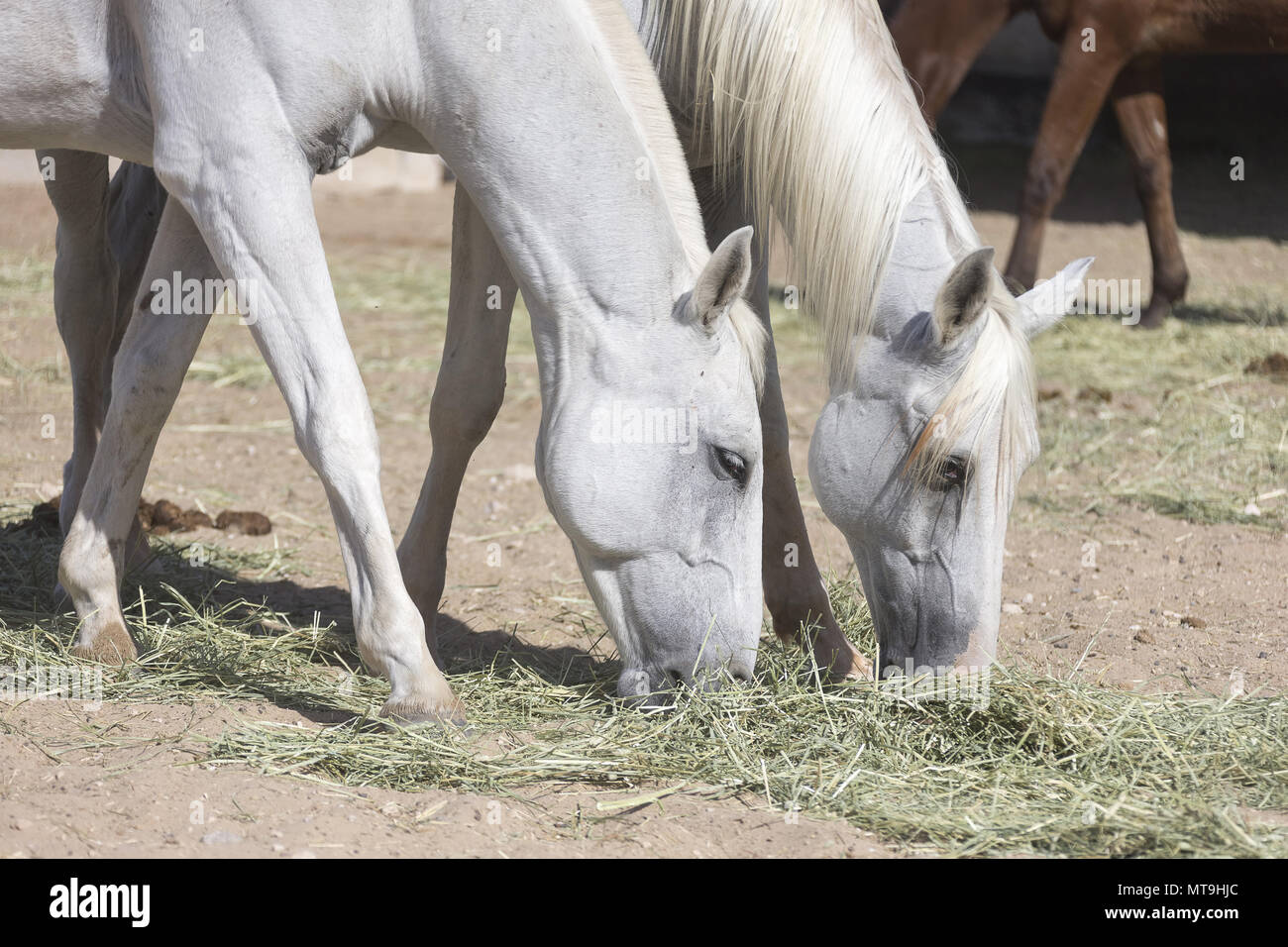 Arabian Horse. Par de gris adultos comiendo heno. Abu Dhabi Foto de stock
