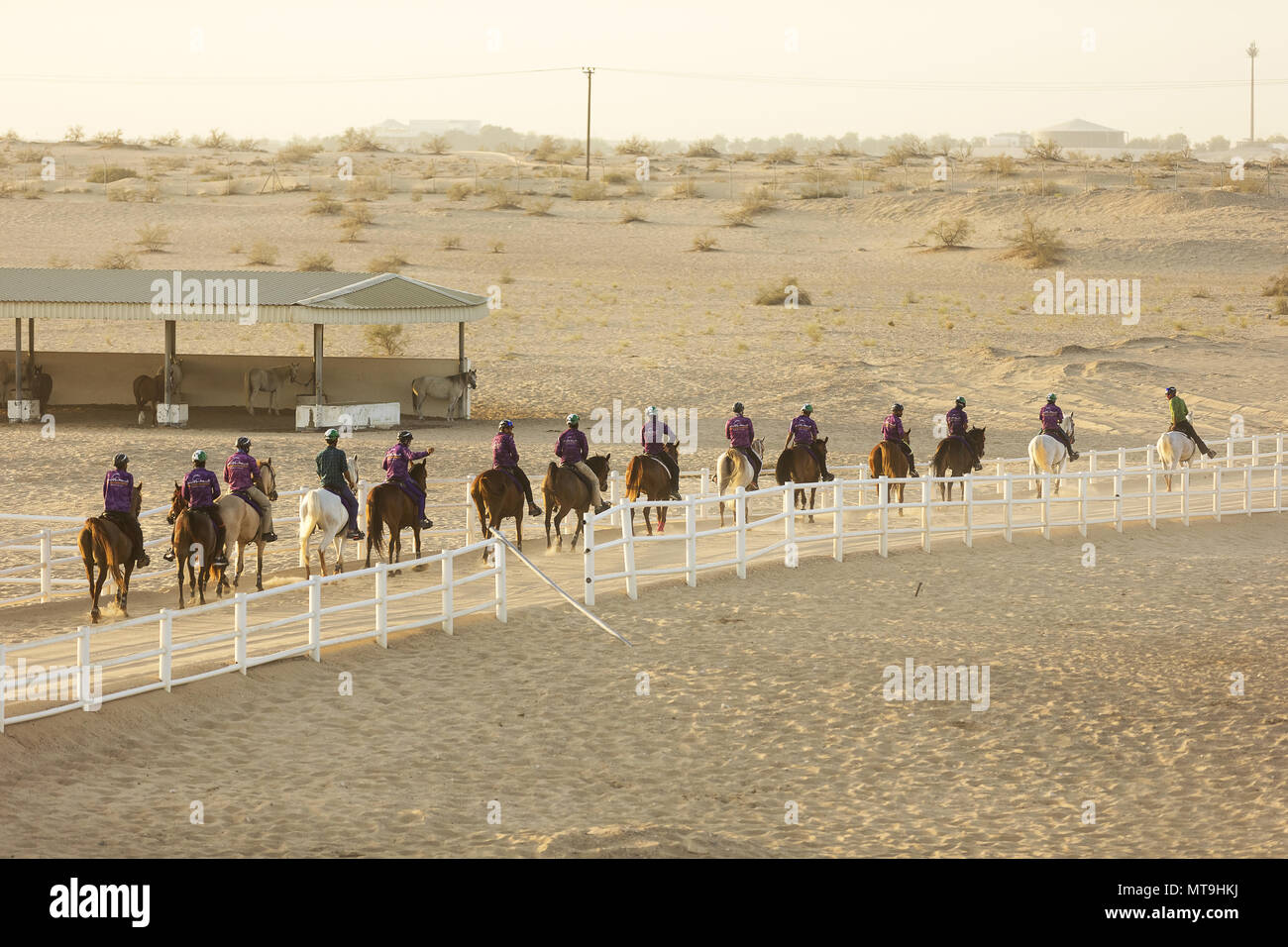 Grupo de jinetes de resistencia en el desierto. Abu Dhabi Foto de stock