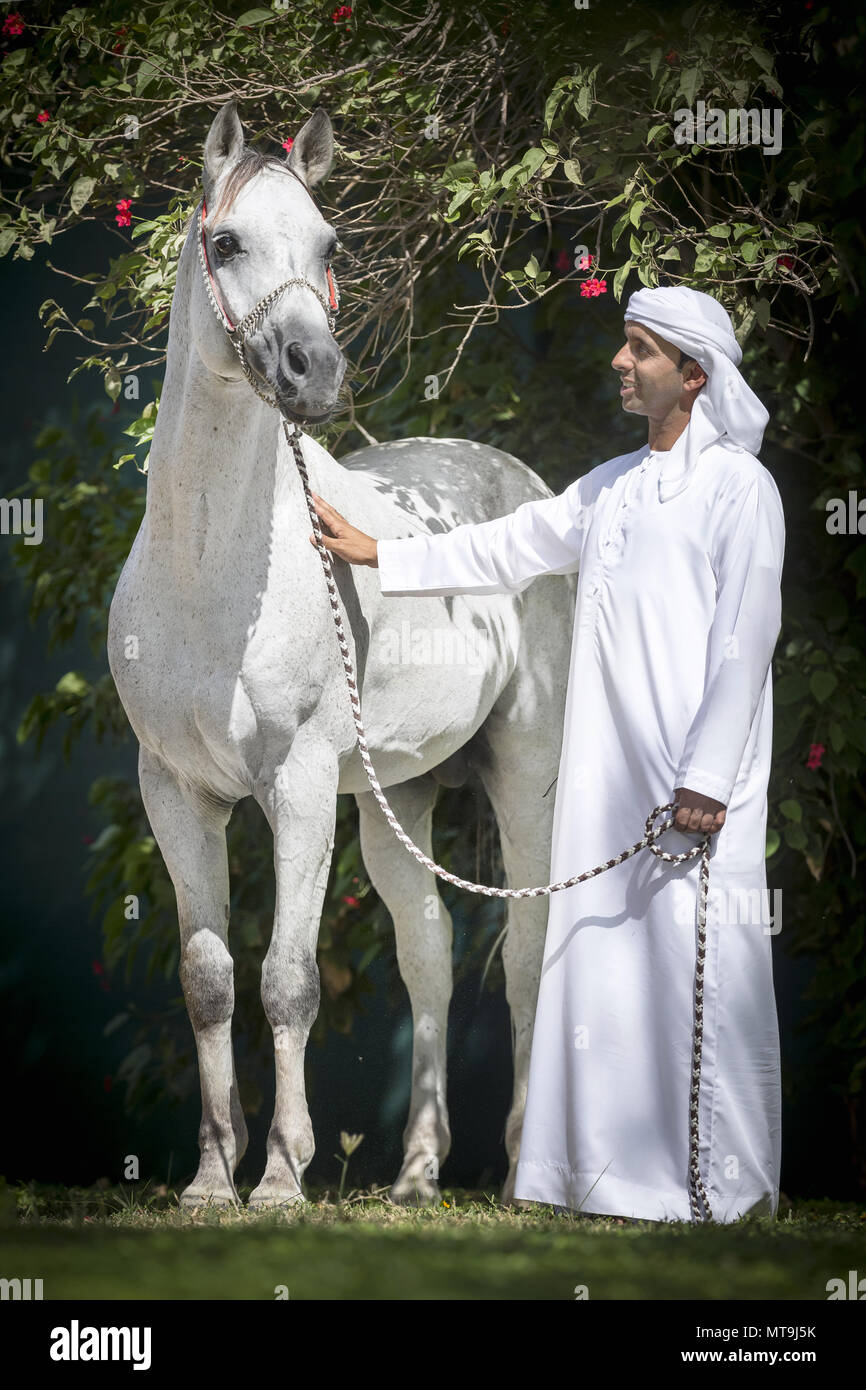 Arabian Horse. Hombre de pie junto a gris adulto vistiendo halter tradicionales. Abu Dhabi Foto de stock