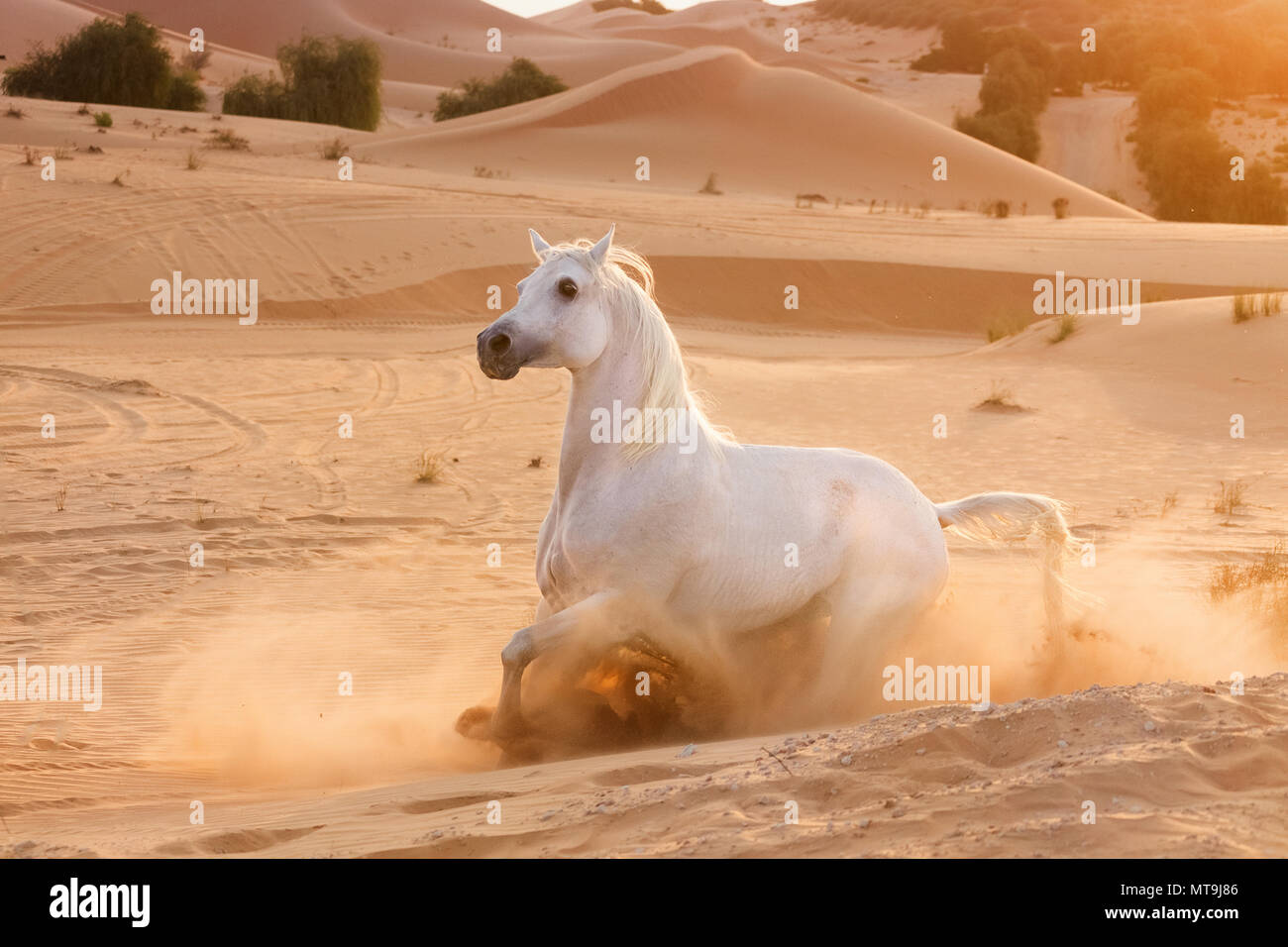 Arabian Horse. Adulto gris parando en el desierto. Abu Dhabi Foto de stock