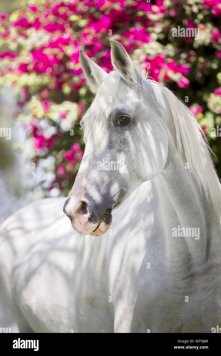 Arabian Horse. Retrato de gris adulto, con flores de buganvilla en segundo plano. Abu Dhabi Foto de stock