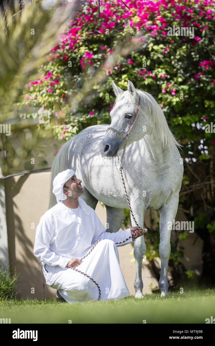 Arabian Horse. Hombre arrodillado junto a gris adulto vistiendo tradicionales halter, con flores de buganvilla en segundo plano. Abu Dhabi Foto de stock