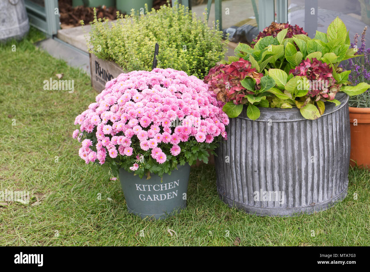 Contenedores plantados afuera de un invernadero. Foto de stock