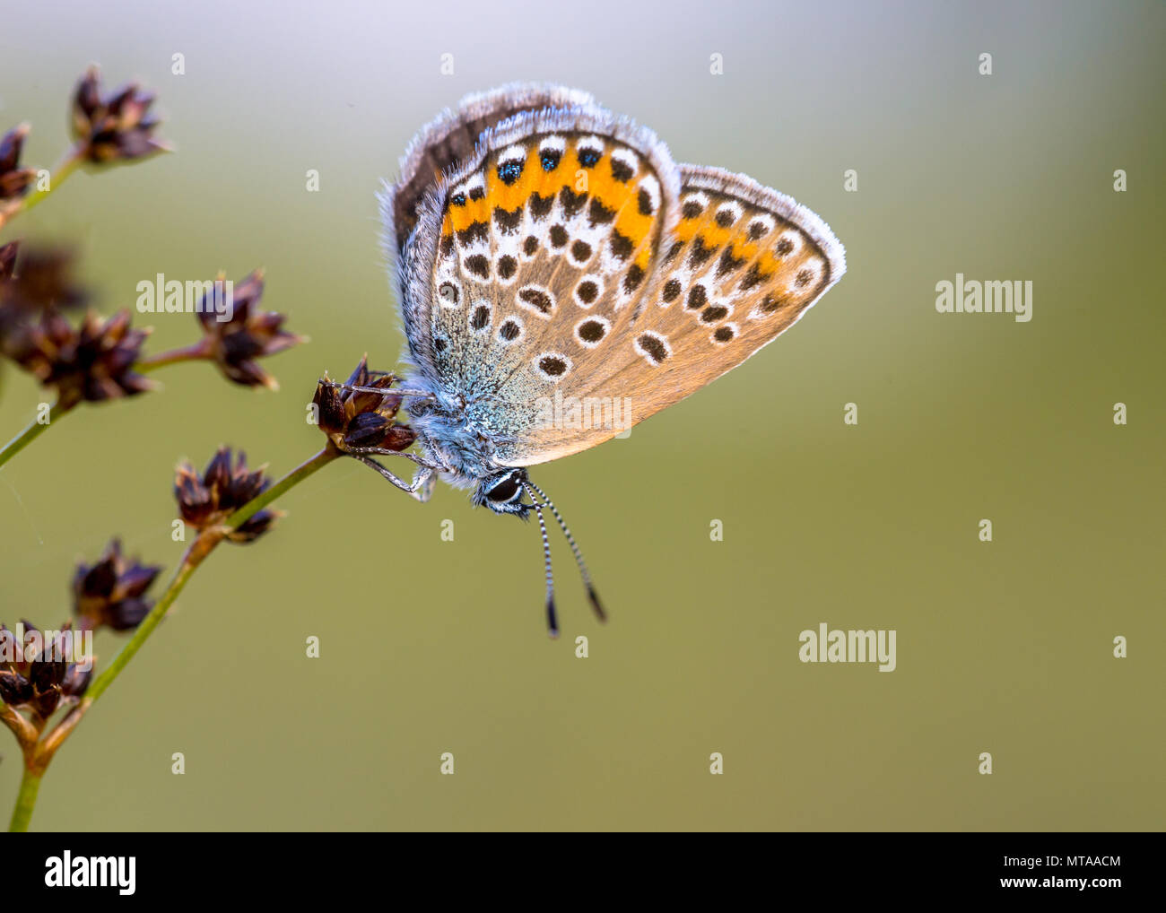 Hembra con clavos de plata (azul Plebejus argus) butterfly descansando y preparándose para la noche en flor afilados Rush (Juncus acutiflorus) en su hábitat natural Foto de stock