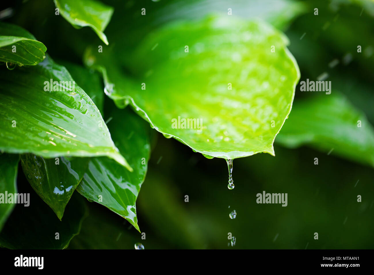 Sus hojas verdes frescas con el agua de lluvia cae Foto de stock