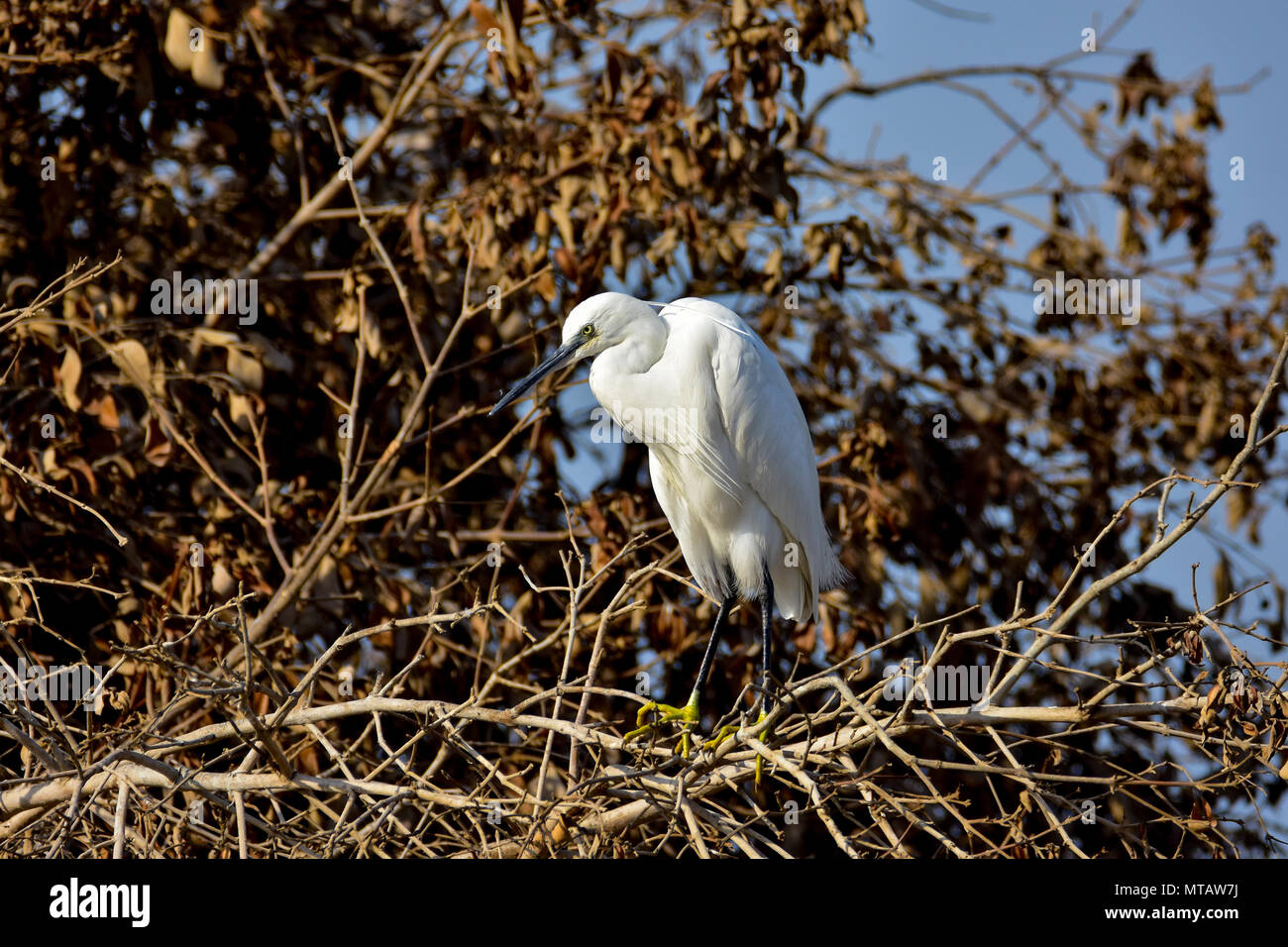 Western Reef egret permanezca en árbol de manglar en la bahía de sulaibikhat - Kuwait Foto de stock