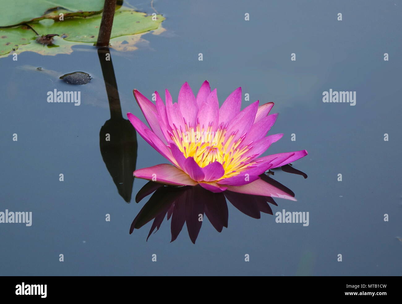 Hermosa flor de loto en flor con la reflexión en un tranquilo estanque Fotografía de stock - Alamy Hermosa flor de loto en flor con la reflexión en un tranquilo estanque Fotografía de stock - Alamy