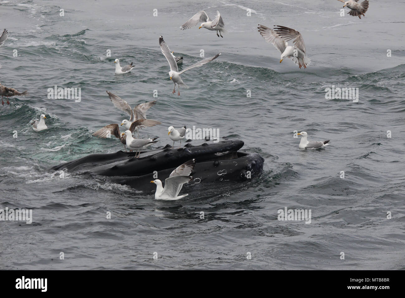 Las ballenas jorobadas nadando y alimentación Foto de stock