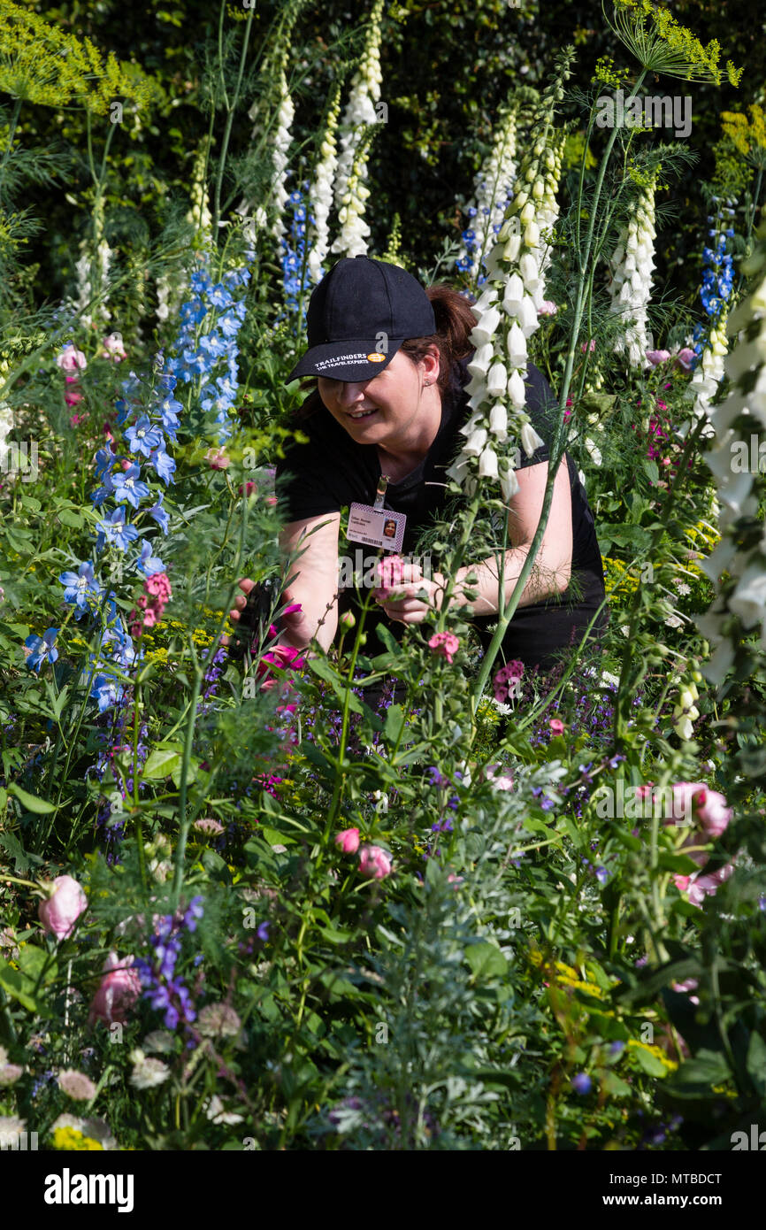 Plantas de etiquetado para la venta Chelsea Flower Show de Londres, el sábado 27 de mayo de 2018 Foto de stock