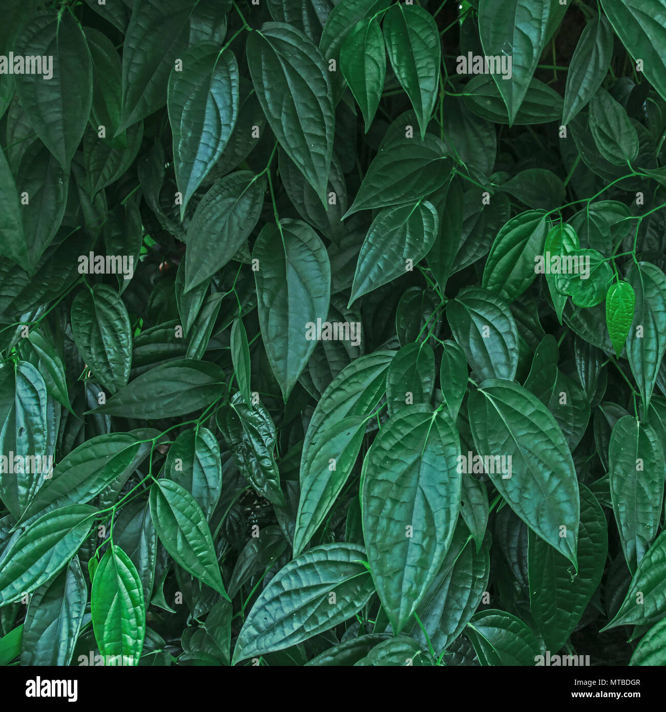 Hojas de color verde oscuro y el fondo de hojas verdes, cerca de hoja verde oscura, de un grupo de hojas Foto de stock