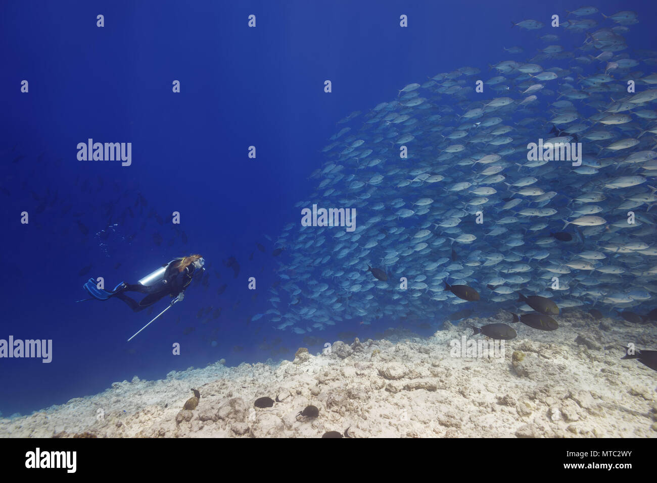 Hembra Scuba Diver nadará con escuela de bayads en agua azul a lo largo de arrecifes de coral. Bayad, jureles patudo negruzcas o Jack (Caranx sexfasciatus) Foto de stock