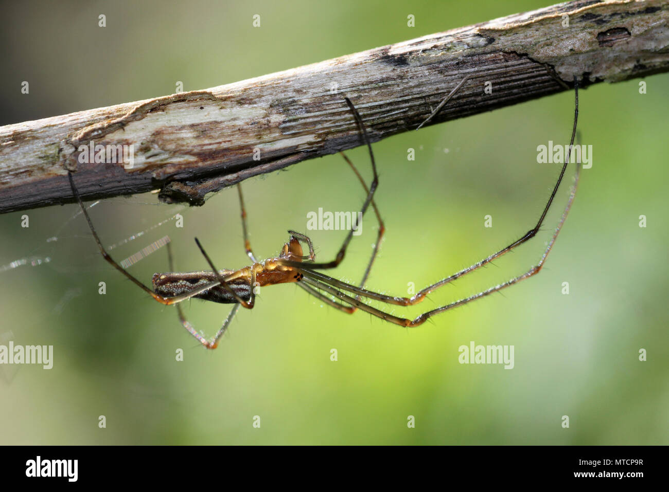 Estiramiento de sombra Spider Tetragnatha montana Foto de stock