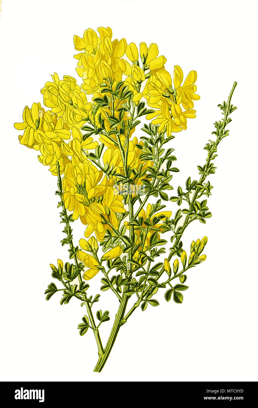 Cytisus canariensis, canario, canario o floristae genista. Ginster, digital mejora la reproducción de una impresión del siglo 19th Foto de stock