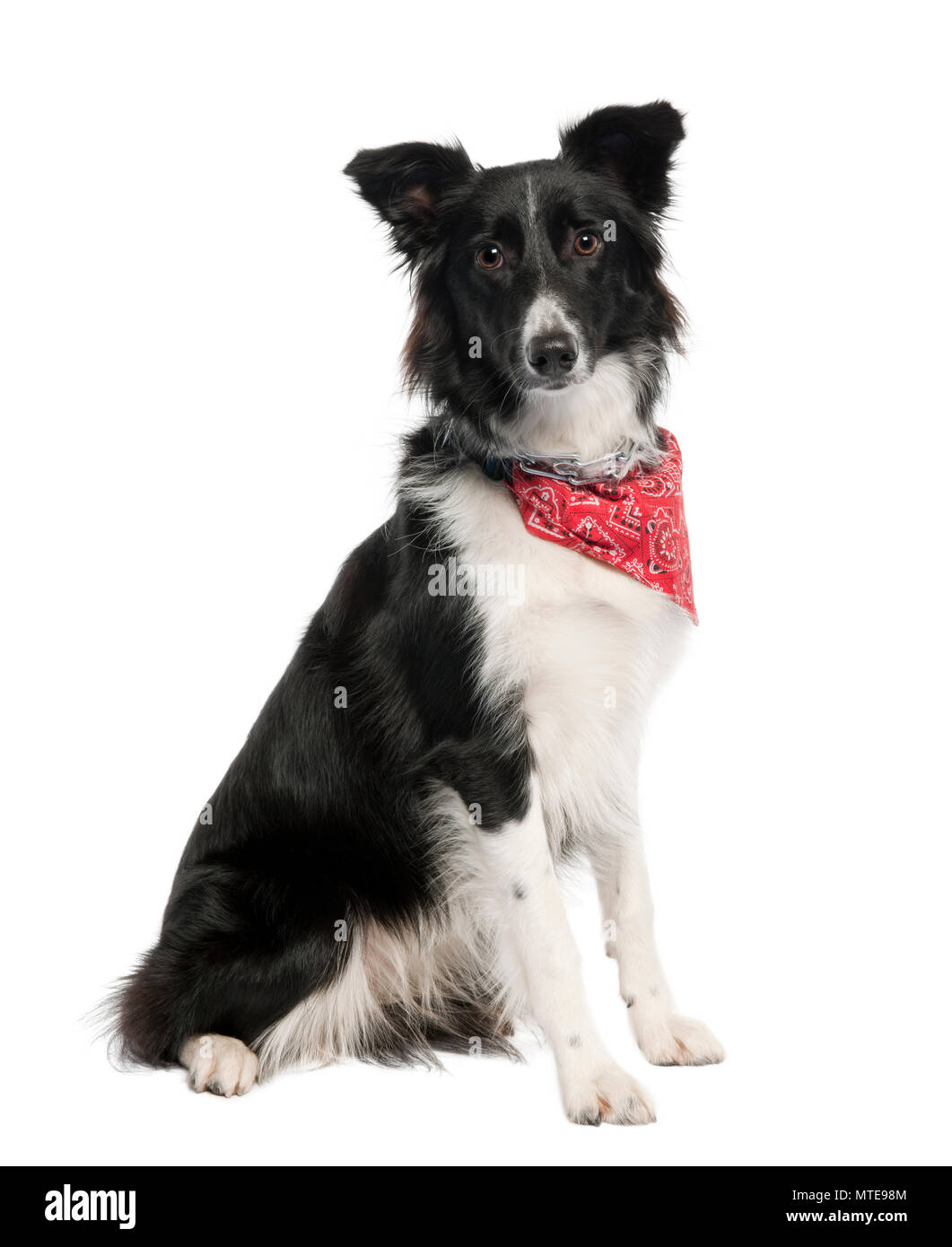 Perro con pañuelo fotografías e imágenes de alta resolución - Alamy
