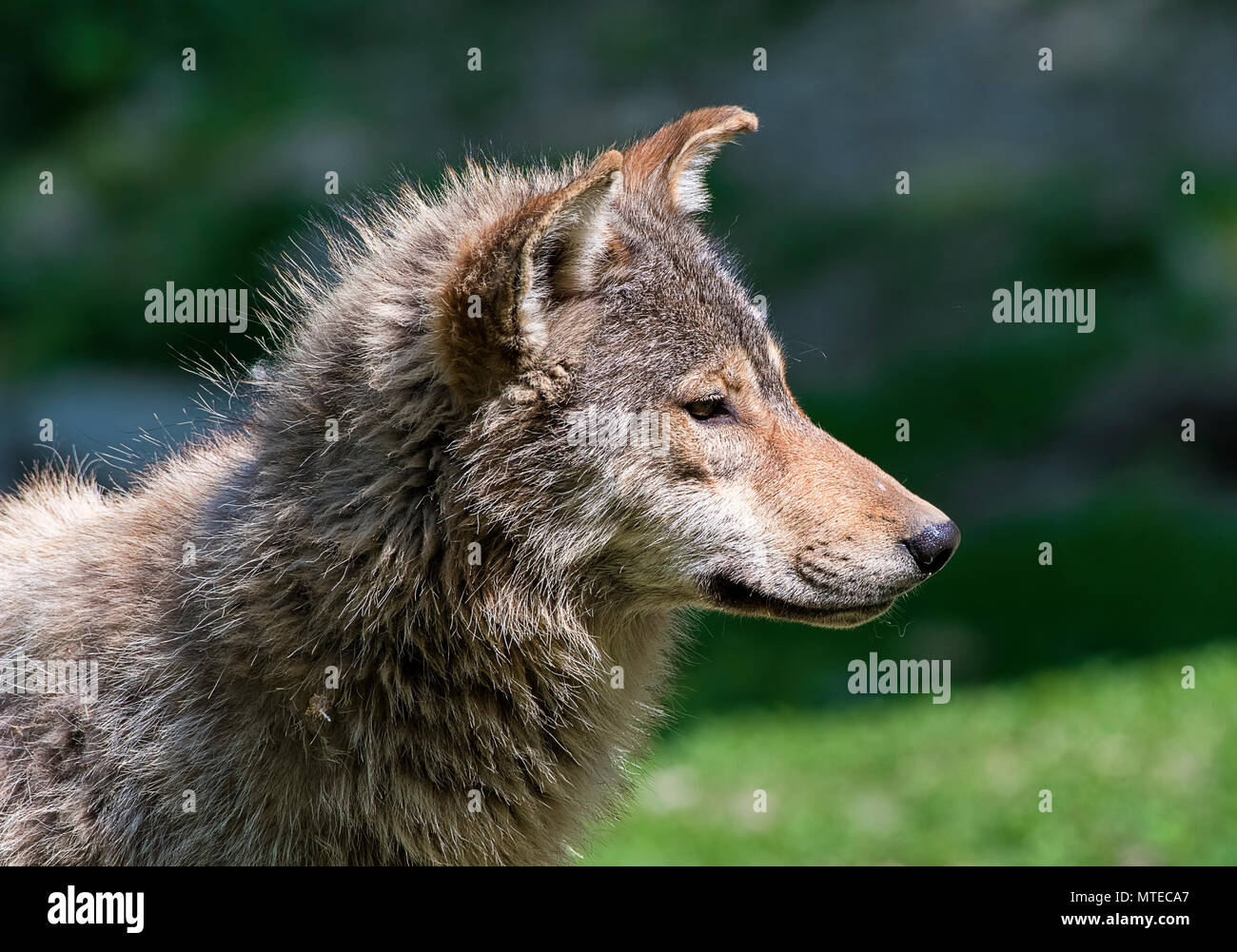 El Algonquin el lobo (Canis lupus lycaon), retrato de animales cautivos, vista lateral, Foto de stock