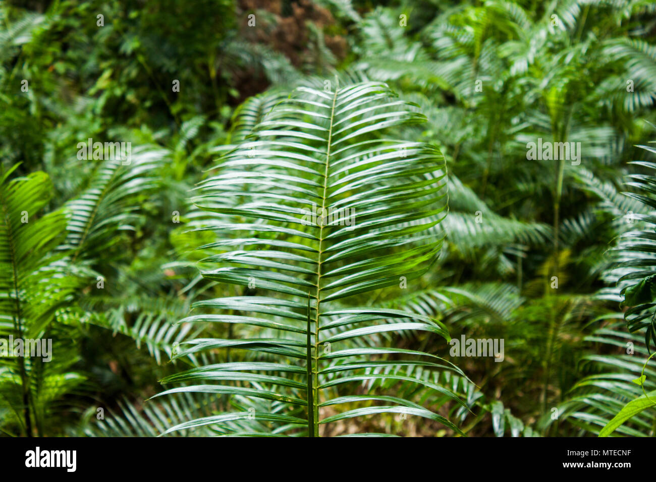 Árbol de ratán en Khulna, Bangladesh Fotografía de stock Alamy